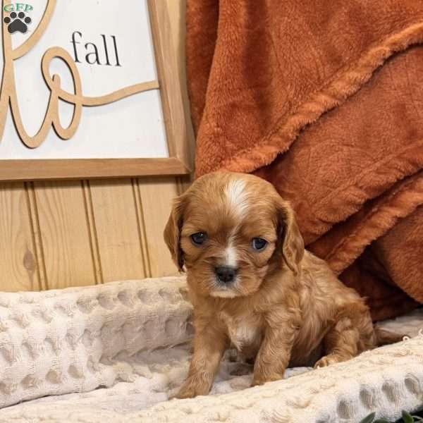 Callie, Cavalier King Charles Spaniel Puppy